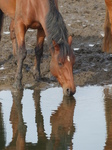 FZ008970 Horse drinking in Ogmore river.jpg